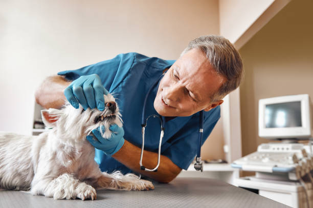 Best 24-Hour Emergency Dentist in Pompano Beach, FL